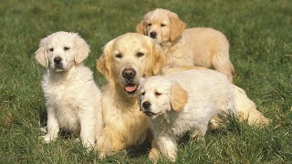 Get to Know the Chesapeake Bay Retriever and Its Connection to Wetland Ecosystems by Chesapeake Bay Retriever USA 131 views 1 month ago 4 minutes, 21 seconds