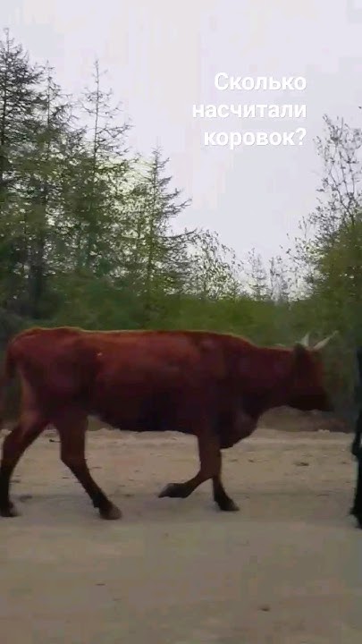 А сколько вы насчитали коровок? 😉 в Магадане даже разводят коров ...