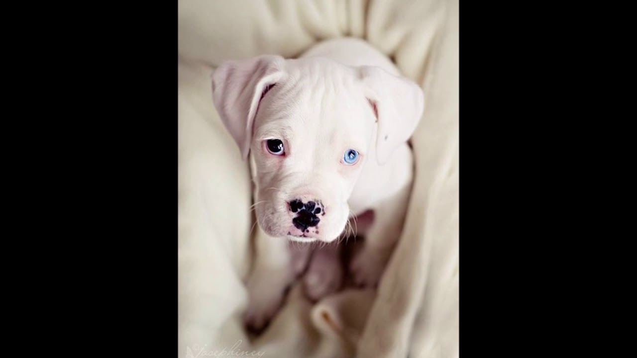 blue pit with blue eyes