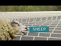 Why sheep and solar farms work well together  sci nc