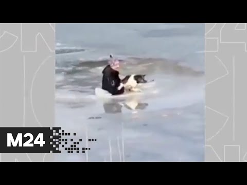 Прохожий спас провалившуюся под лед собаку в Ставропольском крае - Москва 24