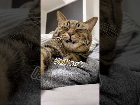 ママの腕にしがみつきながら、「大好きぃ…」と甘える猫