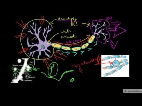 Neuron i jego budowa