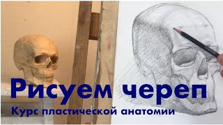 Рисунок черепа. Зарисовка. Процесс с объяснениями .