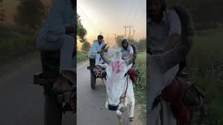 yoooo #trending #ytshorts #comedymove # #ytshorts #viralcomedy #viralcomedy #viral #entertainment