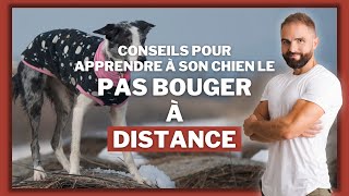 Conseils pour apprendre à son chien le pas bouger à distance