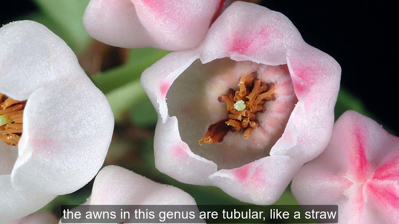 Ericaceae - plant ID #3-4 #7-8 - YouTube