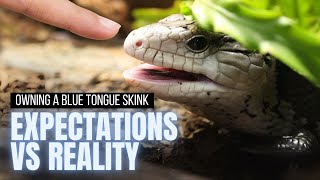 Expectations vs Reality of Owning A Blue Tongue Skink