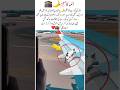 Cat Travels with Hajj Pilgrims to Makkah #shorts #animals #viral #emotional #motivation #trending