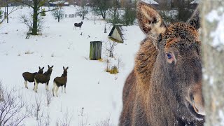 CHERNOBYL: A VILLAGE FOR MOOSES | Film Studio Aves