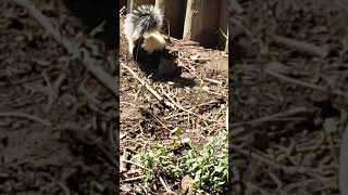 skunk without being sprayed