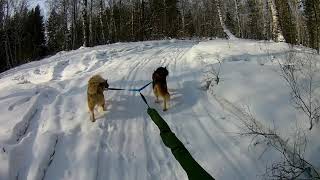 Моли и Сани скиджоринг первый раз в этом сезоне