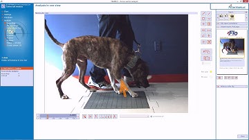 TEMPLO Motion Analysis Software - Instant Reports