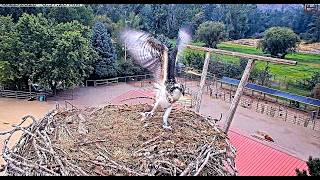 Swoop brings a nice big fish, Spangle gets it, Star does the dry tail dance  2026 08 22 09 08 04 759