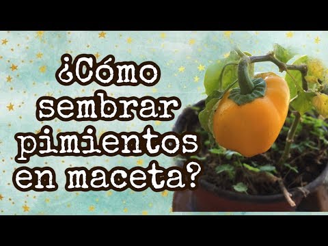 ¿CÓMO SEMBRAR PIMIENTOS EN MACETA? Fácil