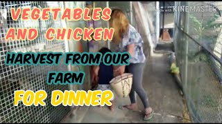 SANJOURNEY OMANLIFE,  harvest  fresh  vegetables and catching chickens for dinn