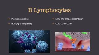 Histology of the Immune System