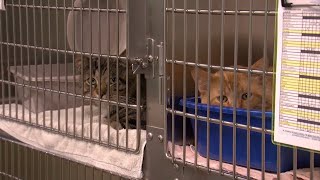 Pet Saver: Portage Co. Kitties Looking for Their Forever Homes