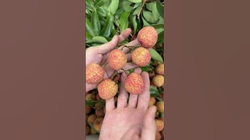 Vải Thiều Lục Ngạn Chính Gốc – Ngọt Lịm, Mọng Nước, Cực Ngon!  #hoangkhoifood