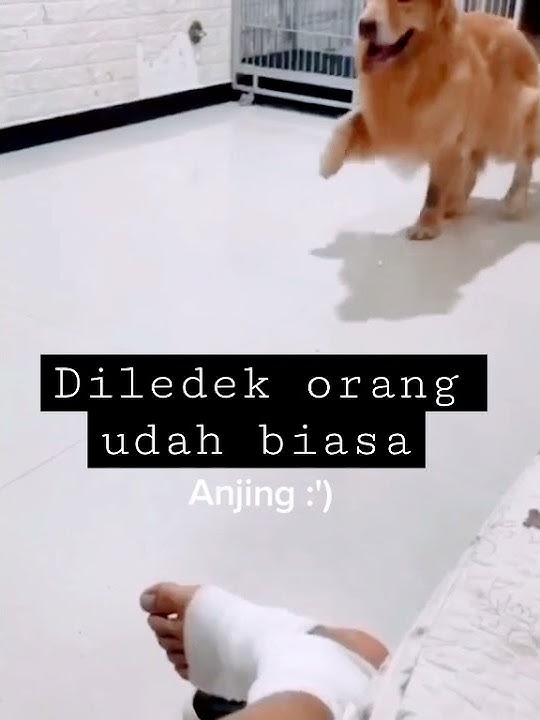 Story Wa | Dasar Anjing !!! #story #storywa #tiktok #life