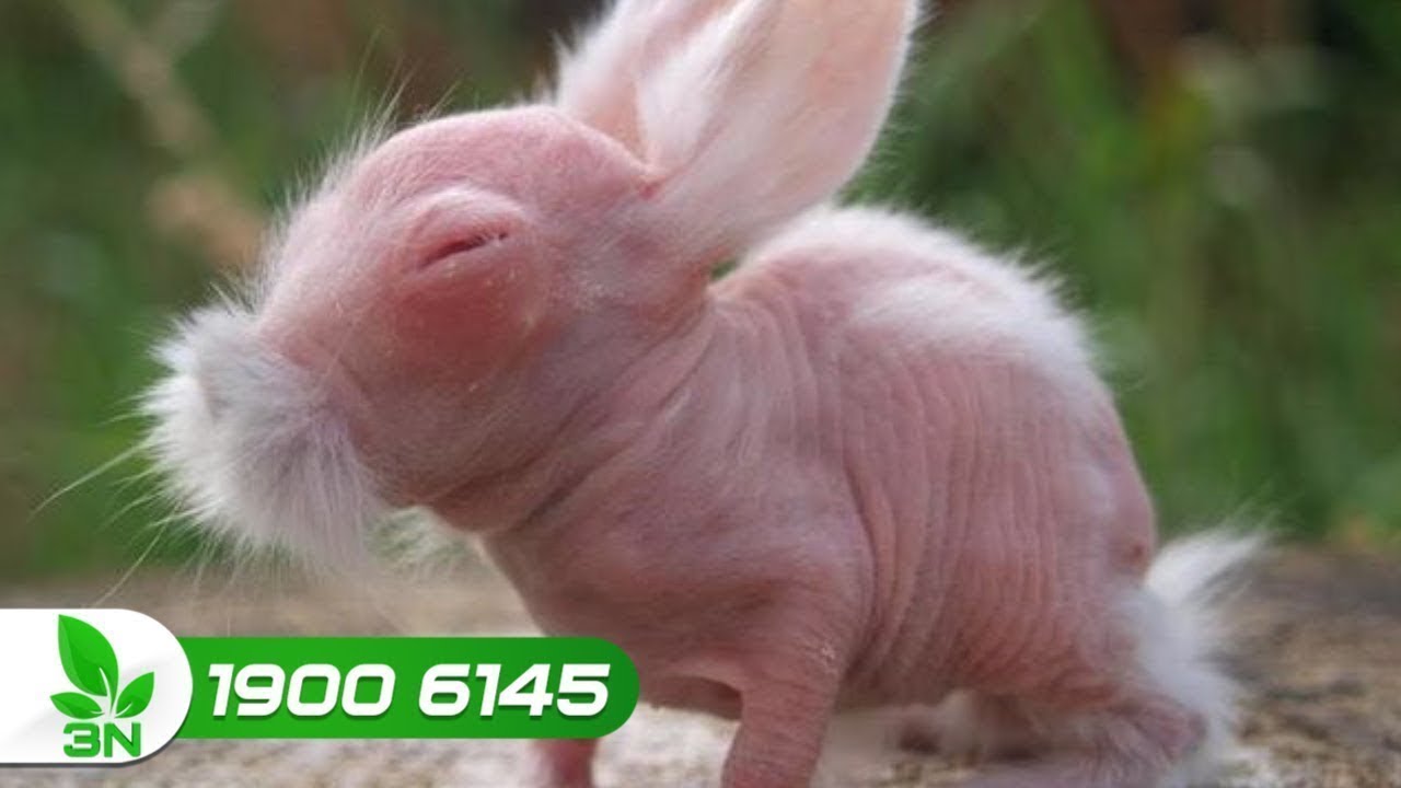 Животное с розовыми волосами. Лысые кролики порода. Лысый заяц. Кролик без шерсти.