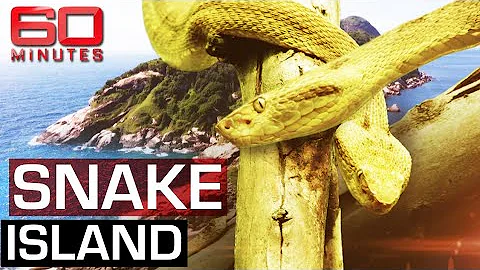 The deadliest place on earth: Snake Island | 60 Minutes Australia - DayDayNews