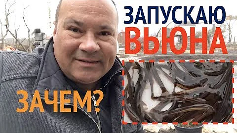 Вьюны в своем пруду. Зачем нужен вьюн? Чем кормится.