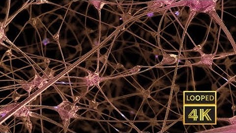 Network of Neurons and Synapses | Motion Graphics - Videohive template