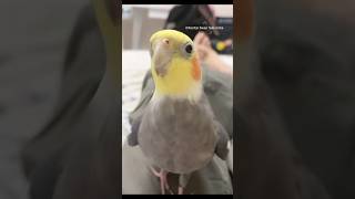 The Most Dramatic Parrot Ever 🦜#funny #foryou #talkingparot#cockatiels#macaws#cockatoos#funny