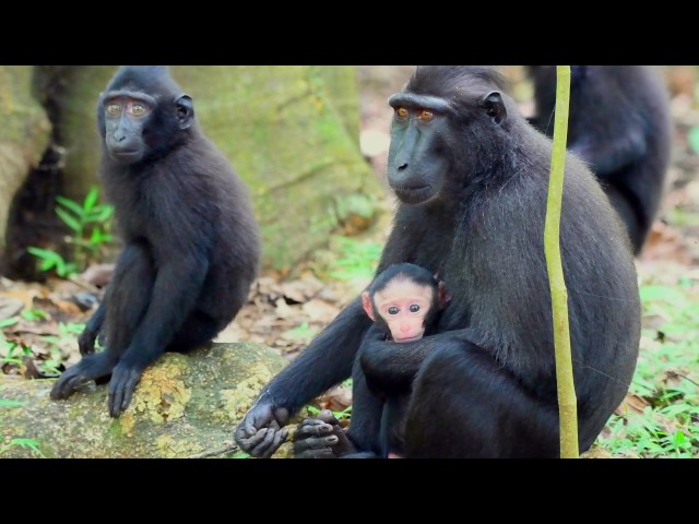 Wonderful Indonesia - Natural Wonders of Sulawesi class=