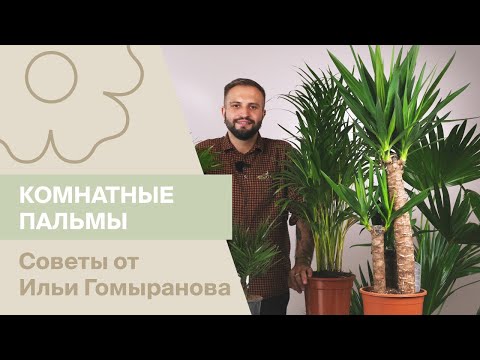 Комнатные пальмы | Советы от Ильи Гомыранова