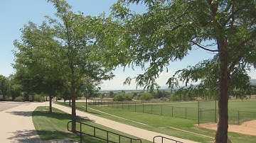 Lakewood takes serious look at tree canopy