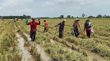 Cắt 66 công cuối cùng của đồng Giồng Chát trúng mánh chuột rắn cá cua đồng quá nhiều - Phần 1