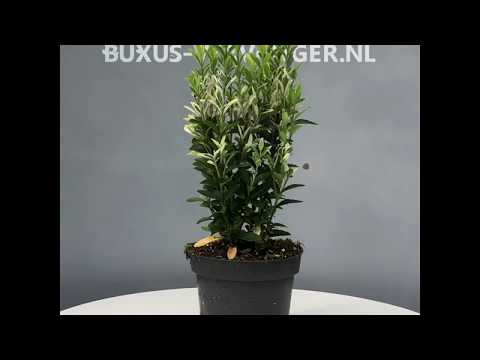 Video: Euonymus - Euonymus Bladeren, Bloemen En Vruchten Van Euonymus. Japanse Euonymus, Forchuna, Wratachtig, Binnen, Gevleugeld, Dwerg