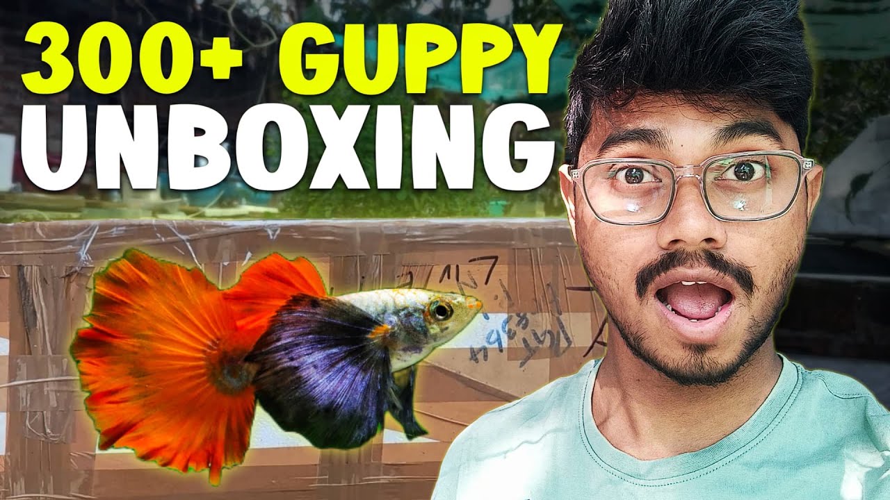 Today Betta Fish and Guppy Fish Unboxing