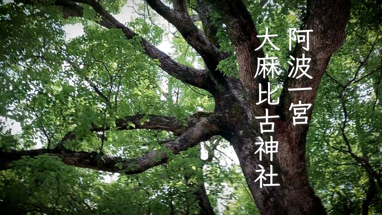 徳島]阿波一宮 大麻比古神社 ＃神社 - YouTube