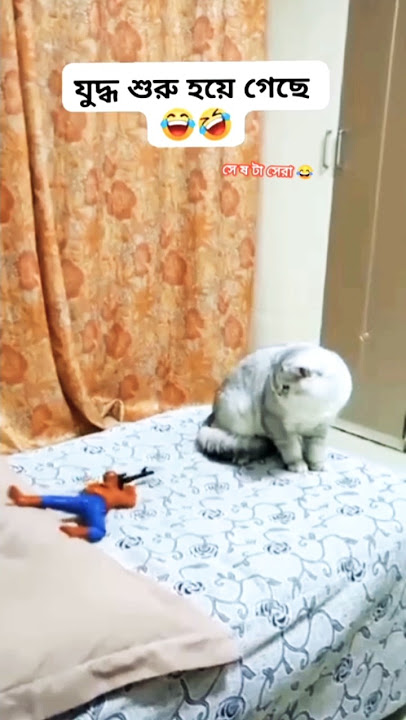This cat probably knows where the AirPods are #shorts #funny #cat