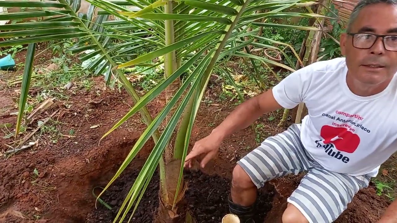 COMO ADUBAR O COQUEIRO DA SUA CHÁCARA CORRETAMENTE