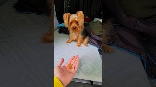 omg cute yorkie #puppy so proud of his trick ❤‍