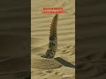 𝗥𝗔𝗧𝗧𝗟𝗘 𝗦𝗡𝗔𝗞𝗘 𝗖𝗔𝗧𝗖𝗛𝗘𝗦 𝗔 𝗕𝗜𝗥𝗗 #rattlesnake #catches #birds
