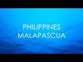 MALAPASCUA ISLAND,CEBU (PHILIPPINES). Exploring the underwater world/diving Malapascua islands/MACRO