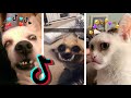  dogs and cats on tiktok 51  animals tiktok funny dogs and cats compilation 2020