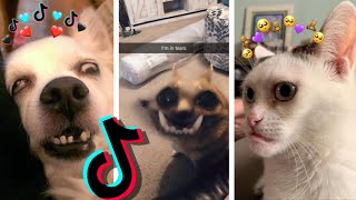 😂 Anjing dan Kucing di TikTok #51😹 - Video Hewan: Kompilasi Anjing dan Kucing Lucu TikTok 2020