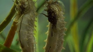 Seahorse Mating Dance  The Great British Year: Episode 2 Preview  BBC One