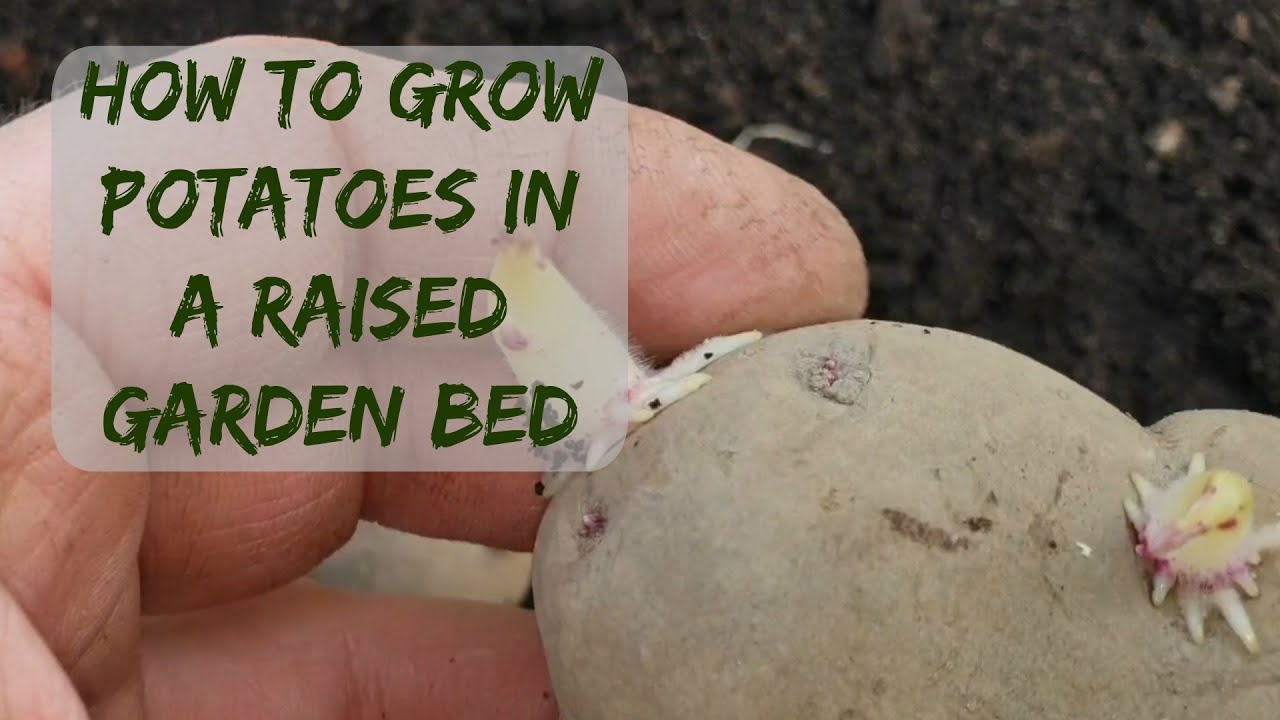 How to grow potatoes in a raised garden bed YouTube