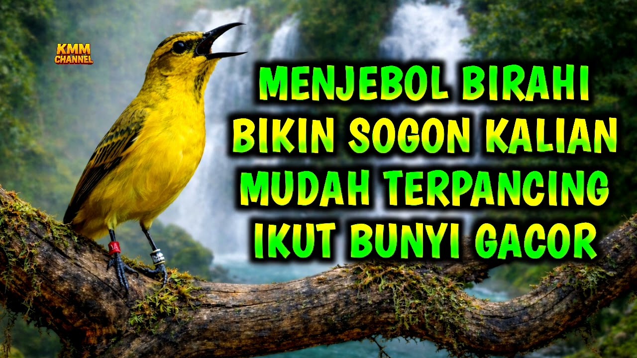 Menjebol birahi‼️ Pancingan sogon agar emosi bunyi gacor