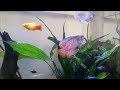 Successful Introduction of Dwarf Gouramis to Community Tank: A Two-Week Update