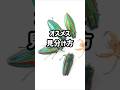 タマムシのオスメス違い・見分け方・判別方法　#タマムシ #オスメス #違い #見分け方