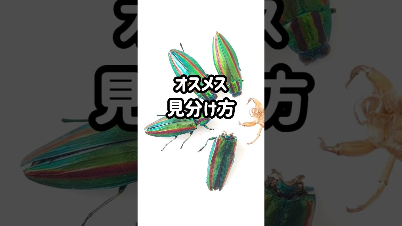 タマムシのオスメス違い・見分け方・判別方法　#タマムシ #オスメス #違い #見分け方