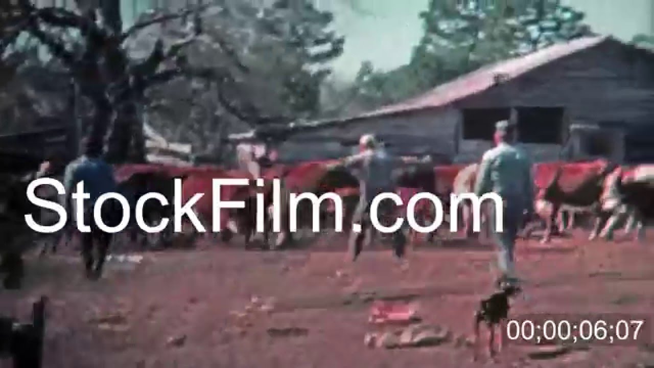 1971 Men corralling cattle for the local meat market. GREENSBORO, NC